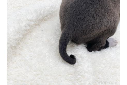 成約済の愛知県のイタリアングレーハウンド(イタグレ)-364318の3枚目