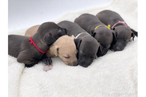 成約済の愛知県のイタリアングレーハウンド(イタグレ)-364318の2枚目