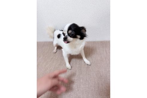 ももちゃんちゃん1枚目