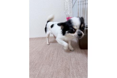 ももちゃんちゃん1枚目