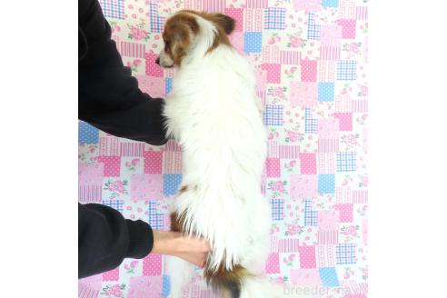 成約済の千葉県のパピヨン-325419の12枚目