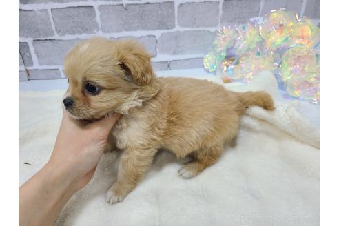 成約済の東京都のキャバプー:キャバリア×トイプードル-361504の23枚目