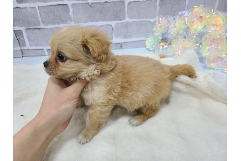 成約済の東京都のキャバプー:キャバリア×トイプードル-361504の22枚目