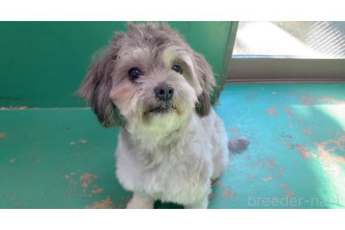 成約済の東京都のミックス犬-273356の4枚目