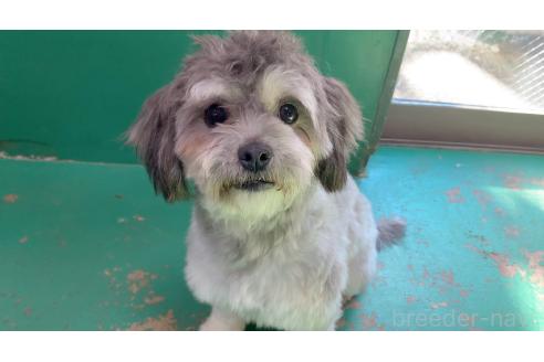成約済の東京都のミックス犬-273356の3枚目