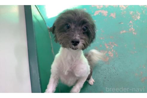 成約済の東京都のミックス犬-246879の4枚目