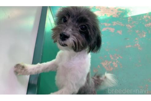 成約済の東京都のミックス犬-246879の3枚目