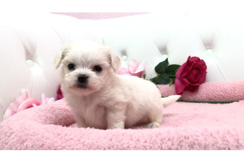 成約済の埼玉県のミックス犬-362895の11枚目