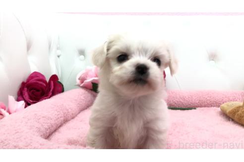 成約済の埼玉県のミックス犬-362895の10枚目