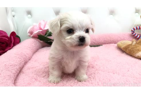 成約済の埼玉県のミックス犬-362895の9枚目