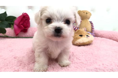 成約済の埼玉県のミックス犬-362895の8枚目
