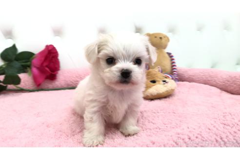成約済の埼玉県のミックス犬-362895の7枚目