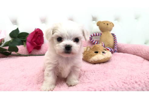 成約済の埼玉県のミックス犬-362895の6枚目