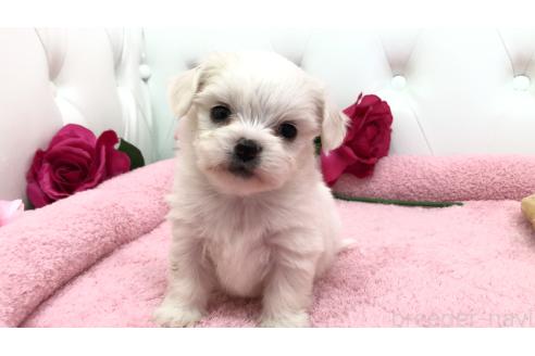 成約済の埼玉県のミックス犬-362895の5枚目