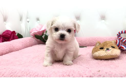 成約済の埼玉県のミックス犬-362895の4枚目