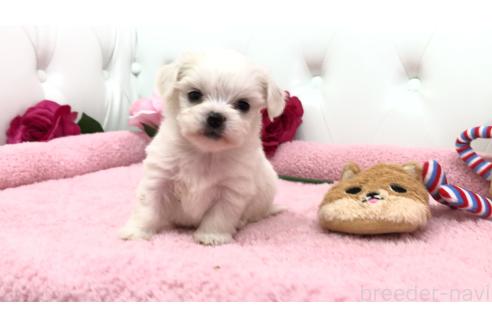成約済の埼玉県のミックス犬-362895の3枚目