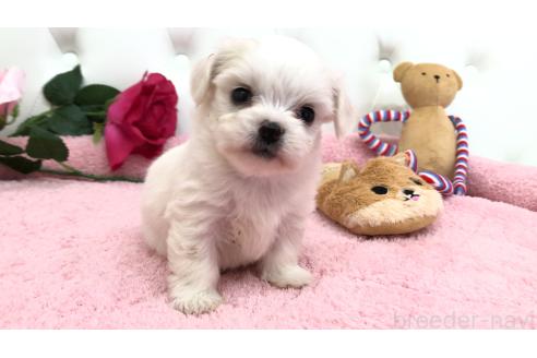 成約済の埼玉県のミックス犬-362895の2枚目