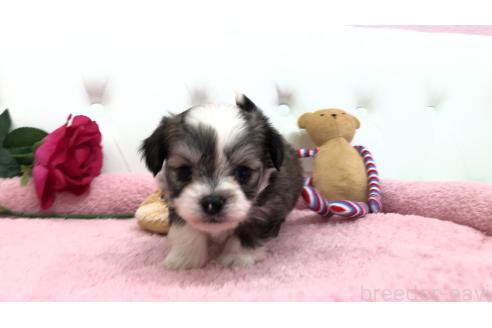 成約済の埼玉県のミックス犬-362898の10枚目