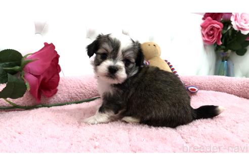 成約済の埼玉県のミックス犬-362898の5枚目