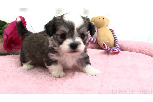 成約済の埼玉県のミックス犬-362898の4枚目