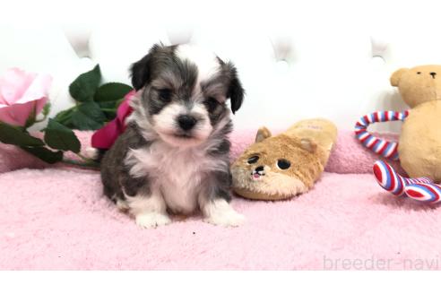 成約済の埼玉県のミックス犬-362898の3枚目