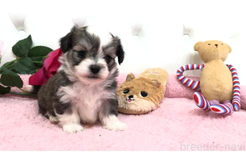 成約済の埼玉県のミックス犬-362898の2枚目