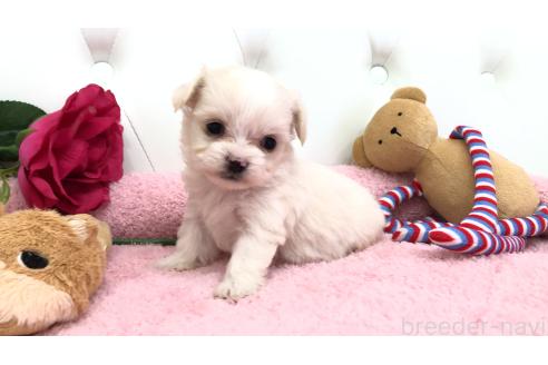 成約済の埼玉県のミックス犬-362900の10枚目