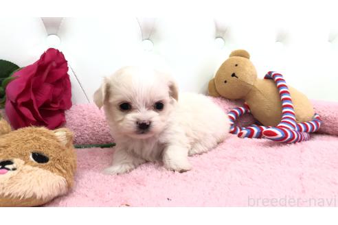 成約済の埼玉県のミックス犬-362900の9枚目