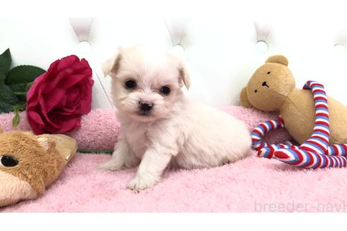 成約済の埼玉県のミックス犬-362900の8枚目
