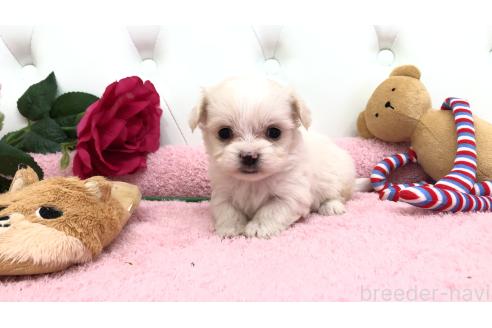 成約済の埼玉県のミックス犬-362900の7枚目