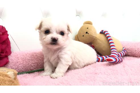 成約済の埼玉県のミックス犬-362900の6枚目