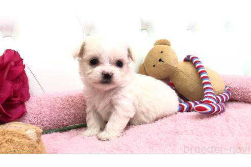 成約済の埼玉県のミックス犬-362900の5枚目