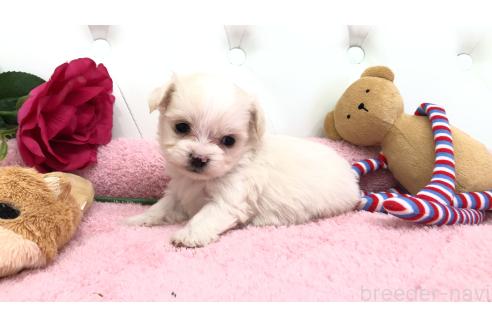 成約済の埼玉県のミックス犬-362900の3枚目