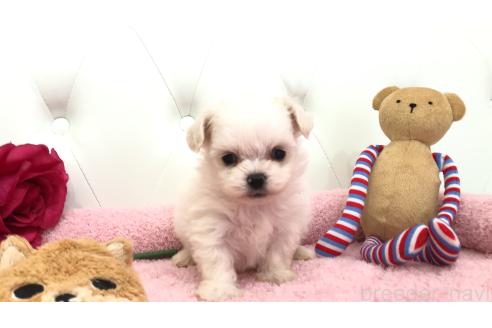 成約済の埼玉県のミックス犬-362904の13枚目