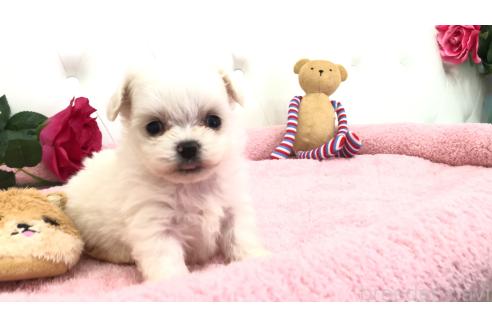 成約済の埼玉県のミックス犬-362904の11枚目