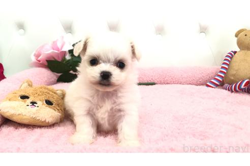 成約済の埼玉県のミックス犬-362904の10枚目
