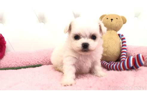 成約済の埼玉県のミックス犬-362904の9枚目