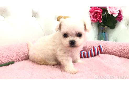 成約済の埼玉県のミックス犬-362904の8枚目