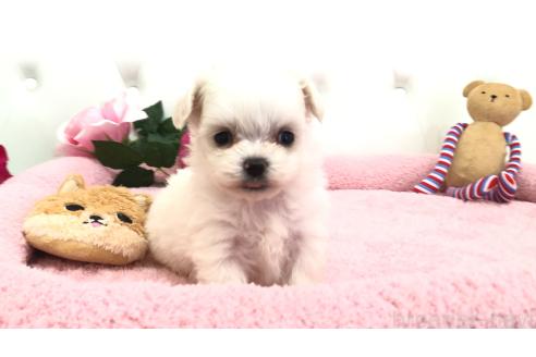 成約済の埼玉県のミックス犬-362904の7枚目