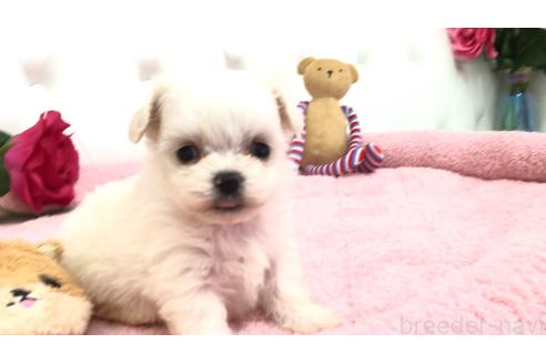 成約済の埼玉県のミックス犬-362904の6枚目
