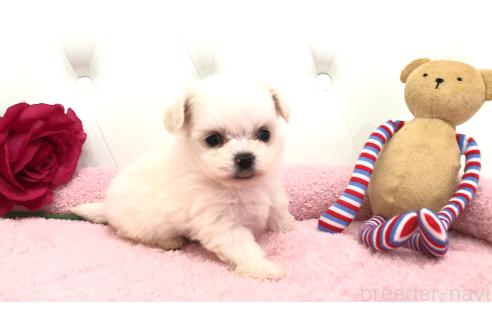 成約済の埼玉県のミックス犬-362904の3枚目