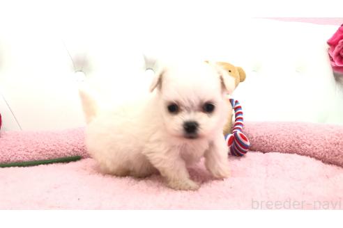 成約済の埼玉県のミックス犬-362904の2枚目