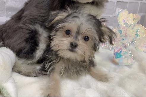 販売中の東京都のミックス犬-351062の8枚目