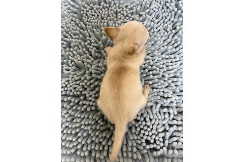 成約済の熊本県のチワワ(スムースコート)-362856の2枚目