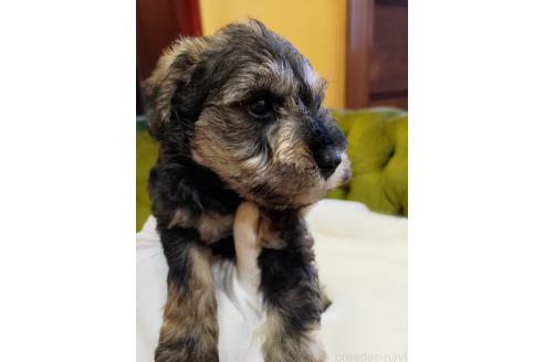 成約済の茨城県のミックス犬-364286の3枚目