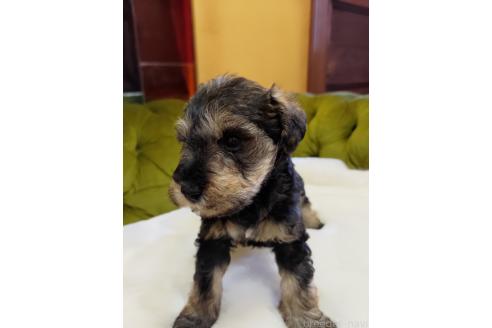 成約済の茨城県のミックス犬-364286の2枚目