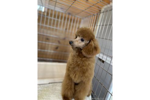 成約済の千葉県のトイプードル-355327の15枚目