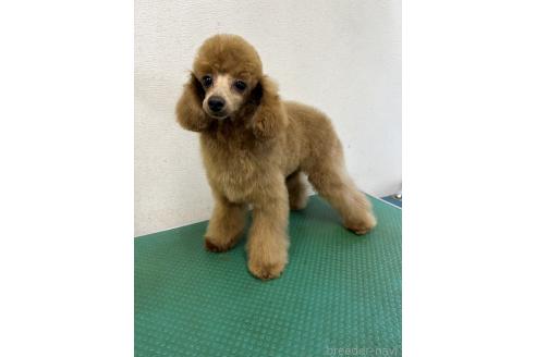 成約済の千葉県のトイプードル-355327の14枚目