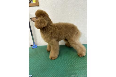 成約済の千葉県のトイプードル-355327の13枚目