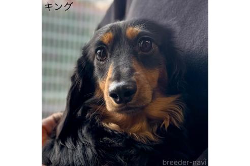 キングくん1枚目